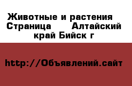  Животные и растения - Страница 30 . Алтайский край,Бийск г.